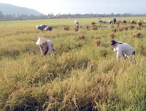 Châu Á có thể lại khủng hoảng thiếu gạo
